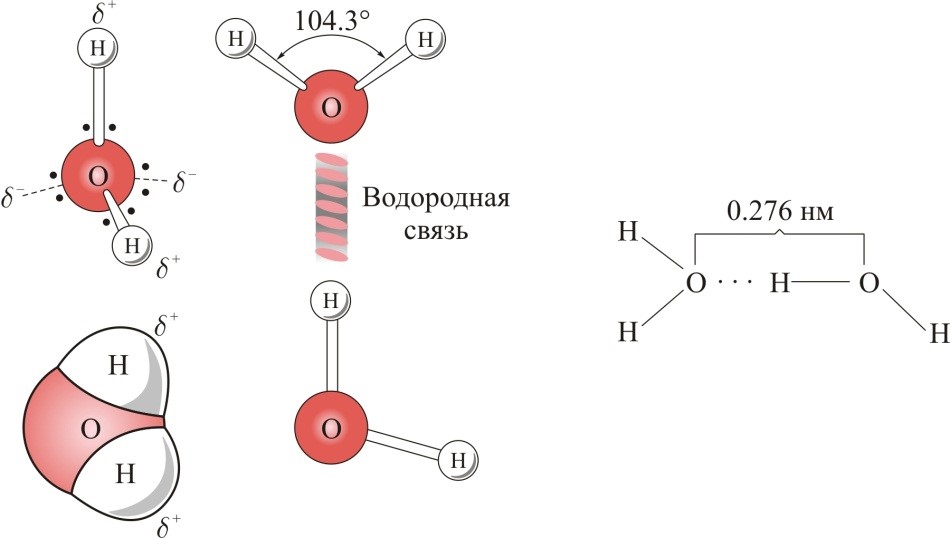 молекула воды водородные связи.jpg